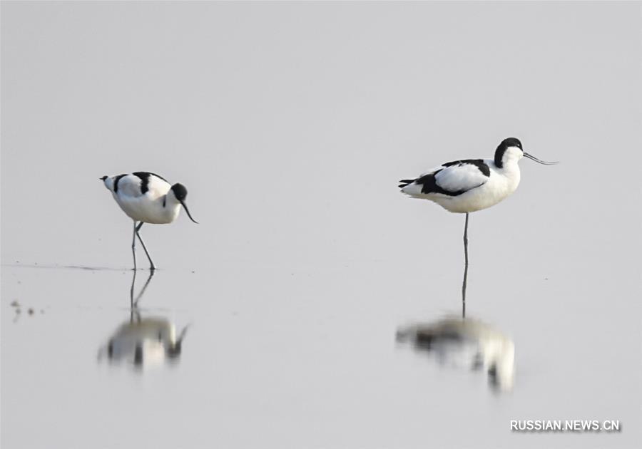 Перелетные птицы возвращаются на болота Внутренней Монголии