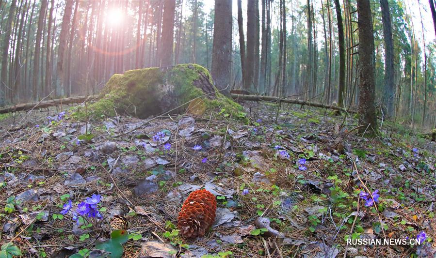 В белорусских лесах распустились первые весенние цветы -- перелески