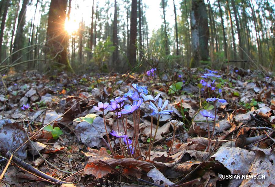 В белорусских лесах распустились первые весенние цветы -- перелески