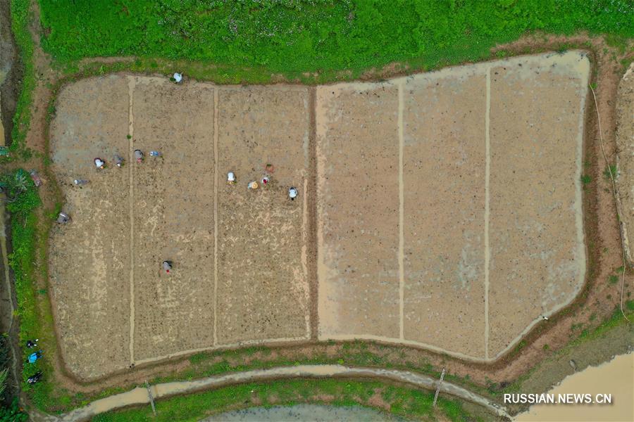 Рисовое поле среди мегаполиса