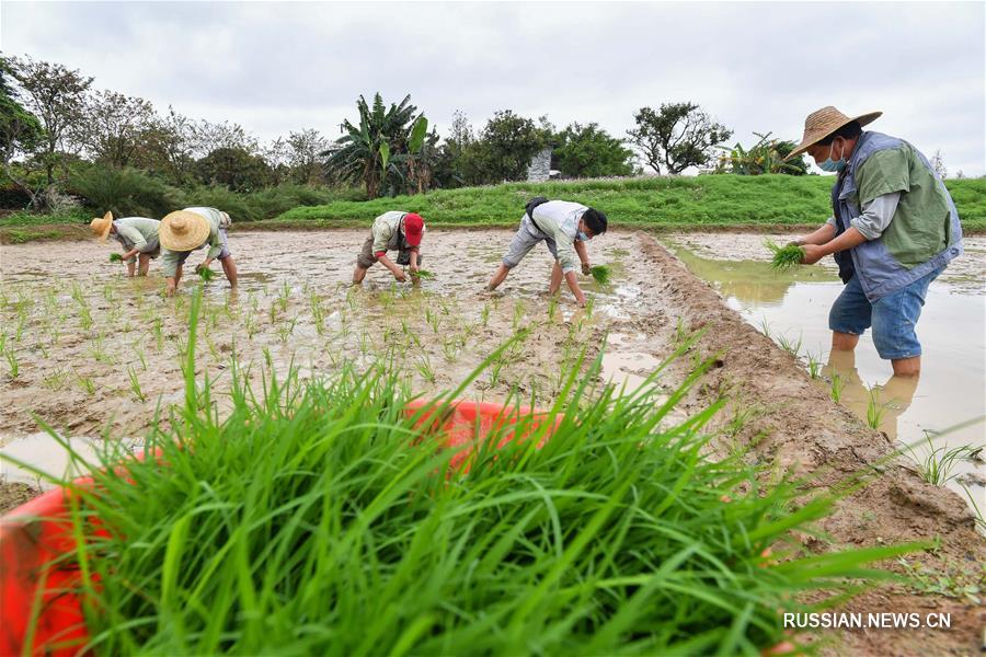 Рисовое поле среди мегаполиса