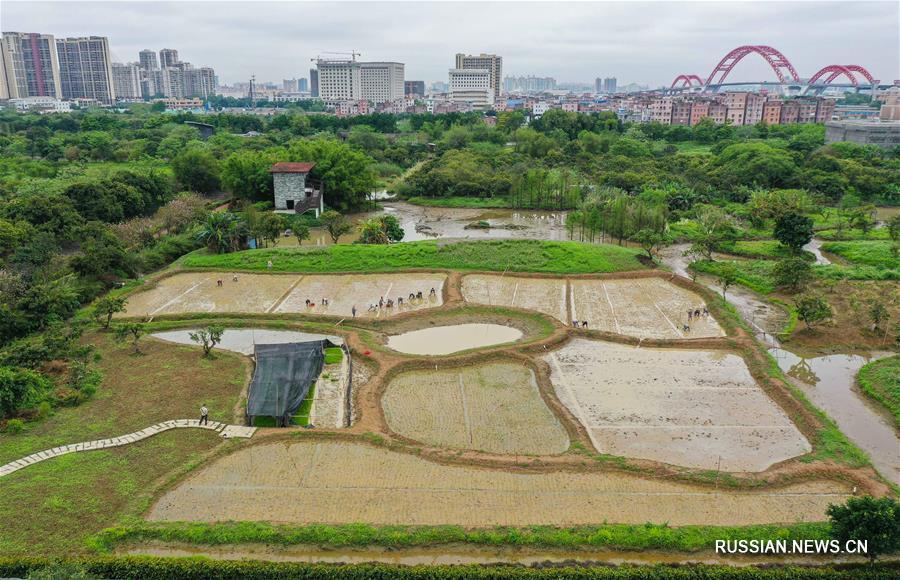 Рисовое поле среди мегаполиса