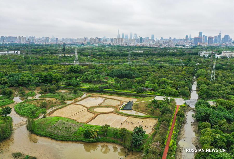 Рисовое поле среди мегаполиса