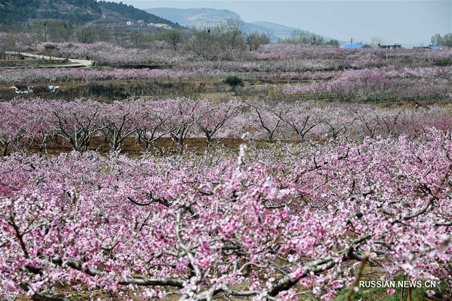 Цветение персиков в Цзинане