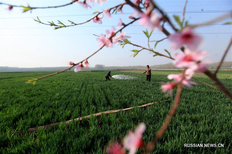 Заботы фермеров среди цветущей весны
