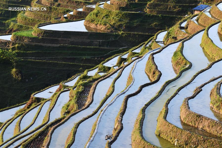 Нефритовый пояс террасных полей в уезде Цунцзян