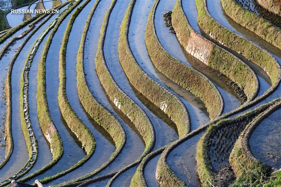 Нефритовый пояс террасных полей в уезде Цунцзян