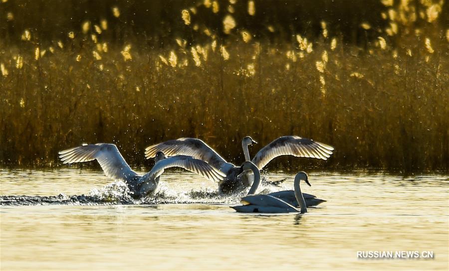 Перелетные птицы на озере Улансухай