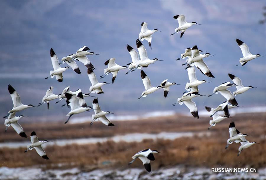 Перелетные птицы на юньчэнских соляных озерах