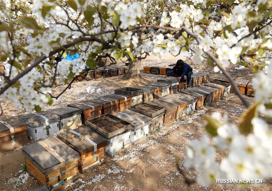 Опыление грушевых цветов при помощи медоносных пчел в Шицзячжуане
