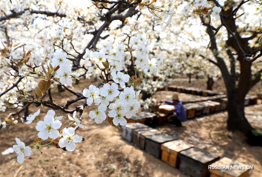 Опыление грушевых цветов при помощи медоносных пчел в Шицзячжуане