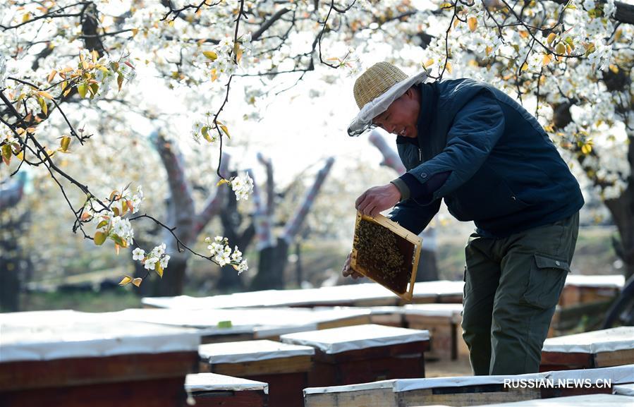 Опыление грушевых цветов при помощи медоносных пчел в Шицзячжуане