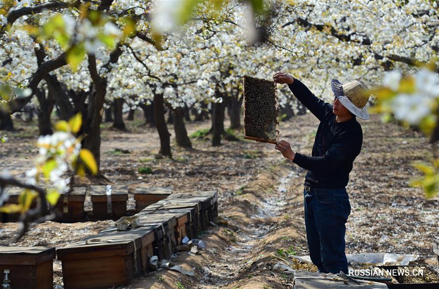 Опыление грушевых цветов при помощи медоносных пчел в Шицзячжуане