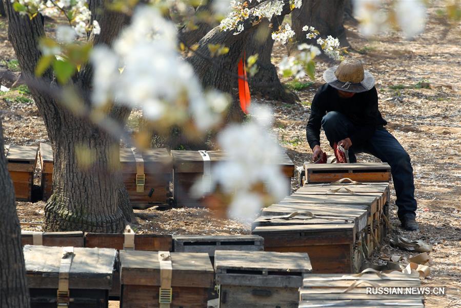 Опыление грушевых цветов при помощи медоносных пчел в Шицзячжуане
