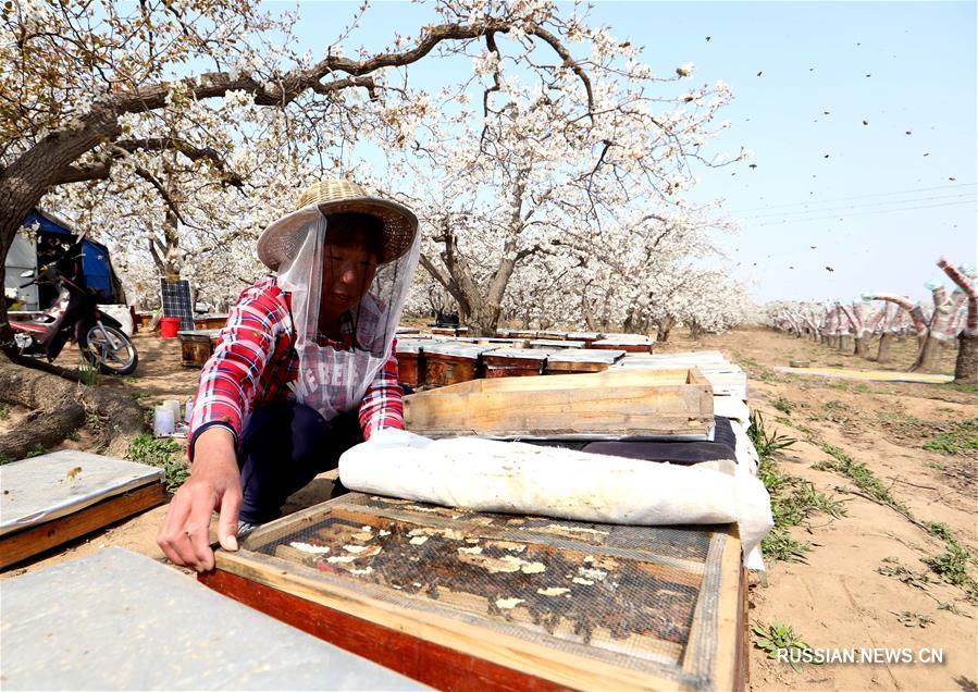 Опыление грушевых цветов при помощи медоносных пчел в Шицзячжуане