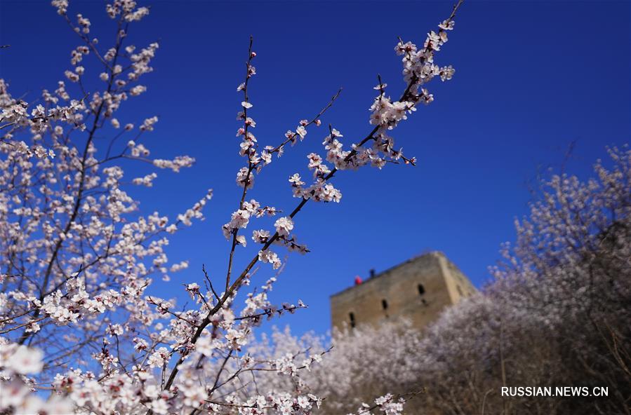 В горах Яньшань зацвели сибирские абрикосы 
