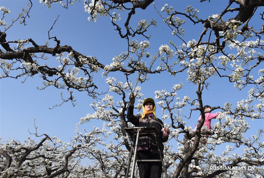 Крестьяне в пров. Хэбэй заняты искусственным опылением грушевых деревьев