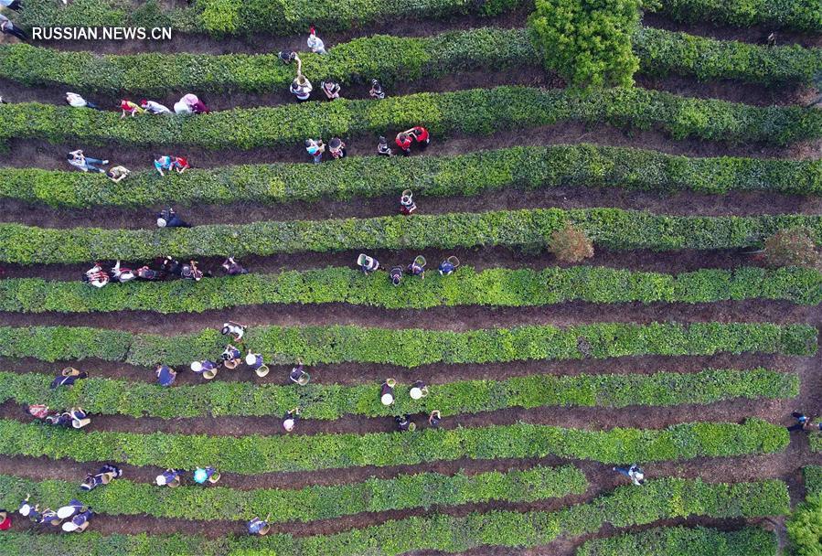Производство чая спасает от бедности семьи в Нинъэр-Хани-Ийском автономном уезде