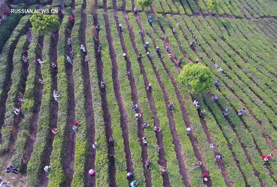 Производство чая спасает от бедности семьи в Нинъэр-Хани-Ийском автономном уезде