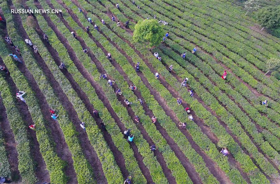 Производство чая спасает от бедности семьи в Нинъэр-Хани-Ийском автономном уезде