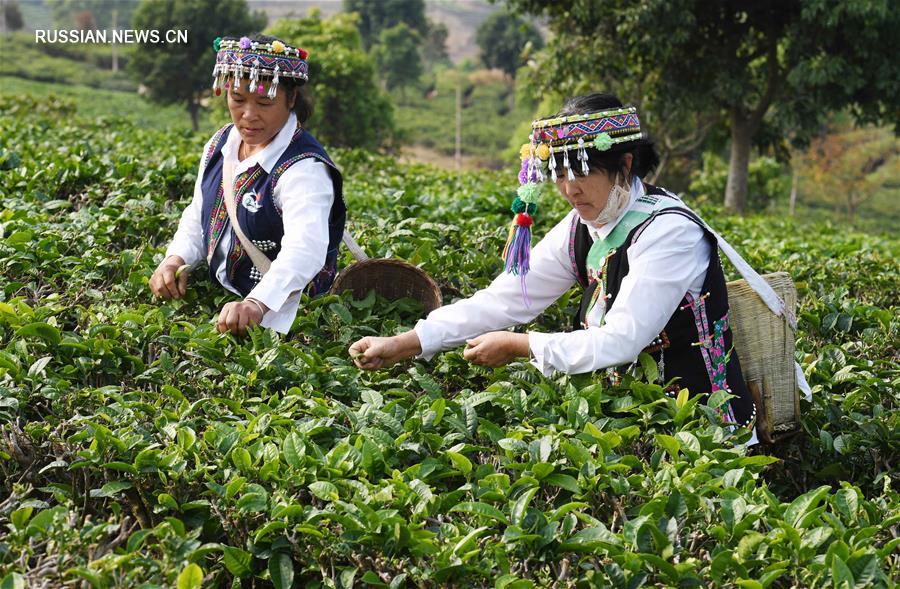 Производство чая спасает от бедности семьи в Нинъэр-Хани-Ийском автономном уезде