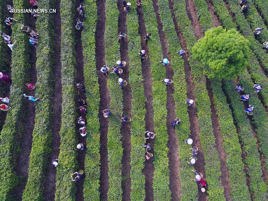 Производство чая спасает от бедности семьи в Нинъэр-Хани-Ийском автономном уезде