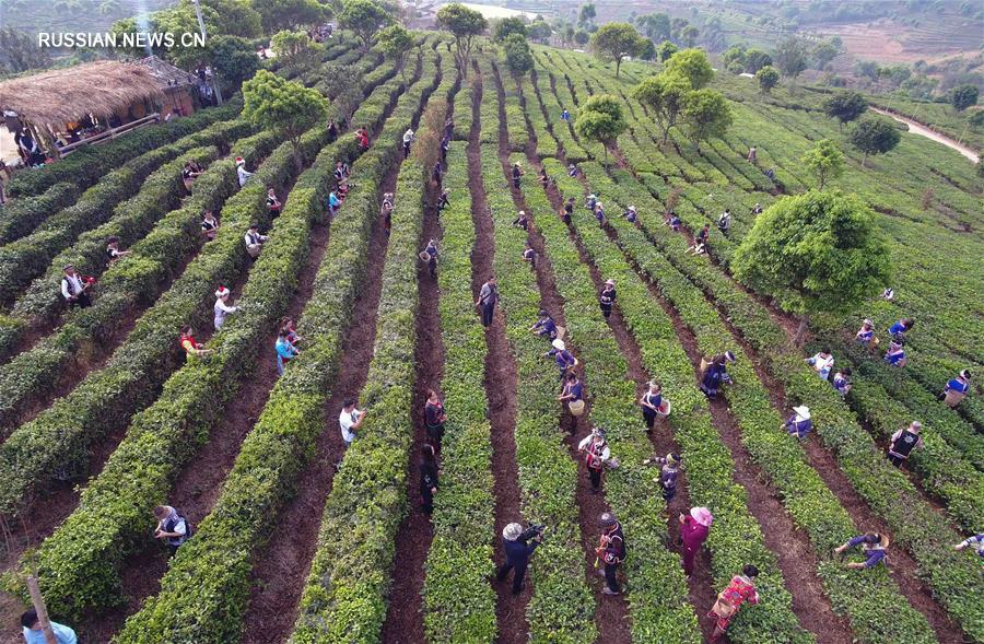 Производство чая спасает от бедности семьи в Нинъэр-Хани-Ийском автономном уезде
