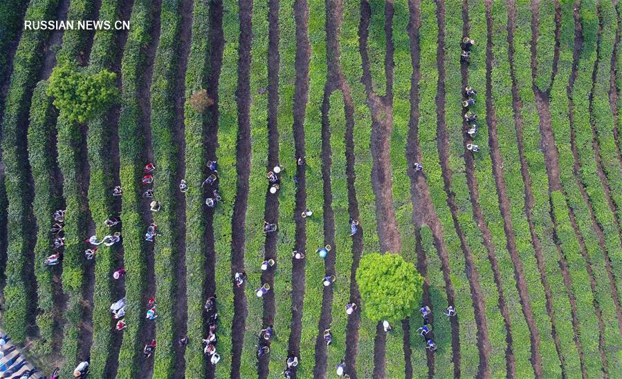 Производство чая спасает от бедности семьи в Нинъэр-Хани-Ийском автономном уезде
