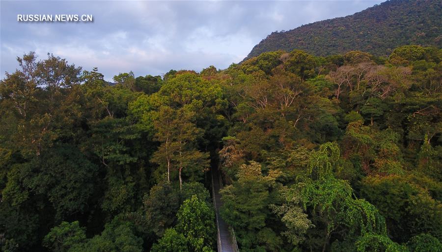 Хайнаньский национальный парк тропических лесов -- природная жемчужина порта свободной торговли