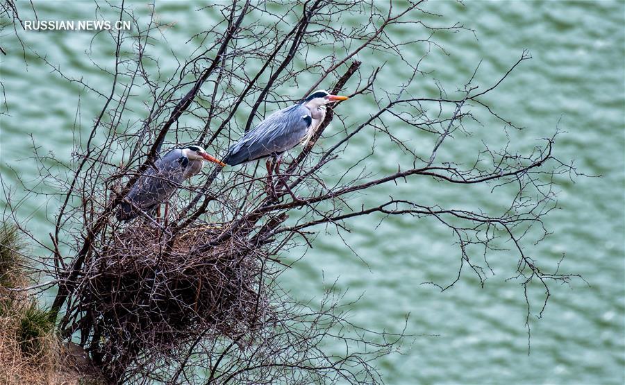 На болотистые берега Хуанхэ в Шаньси возвращаются перелетные птицы