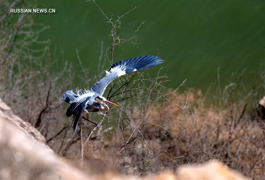 На болотистые берега Хуанхэ в Шаньси возвращаются перелетные птицы