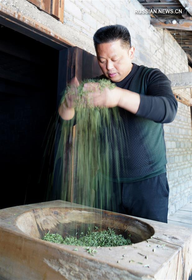 В горах Уишань приступили к сбору чая "Цзиньцзюньмэй"