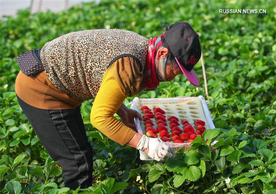 В провинции Ляонин ускоряются темпы сельскохозяйственного производства