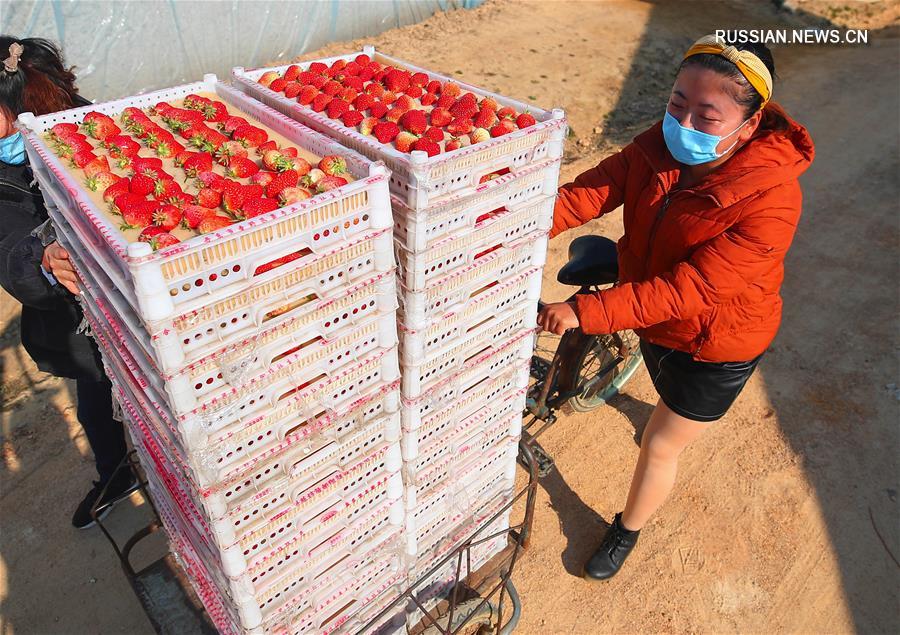 В провинции Ляонин ускоряются темпы сельскохозяйственного производства