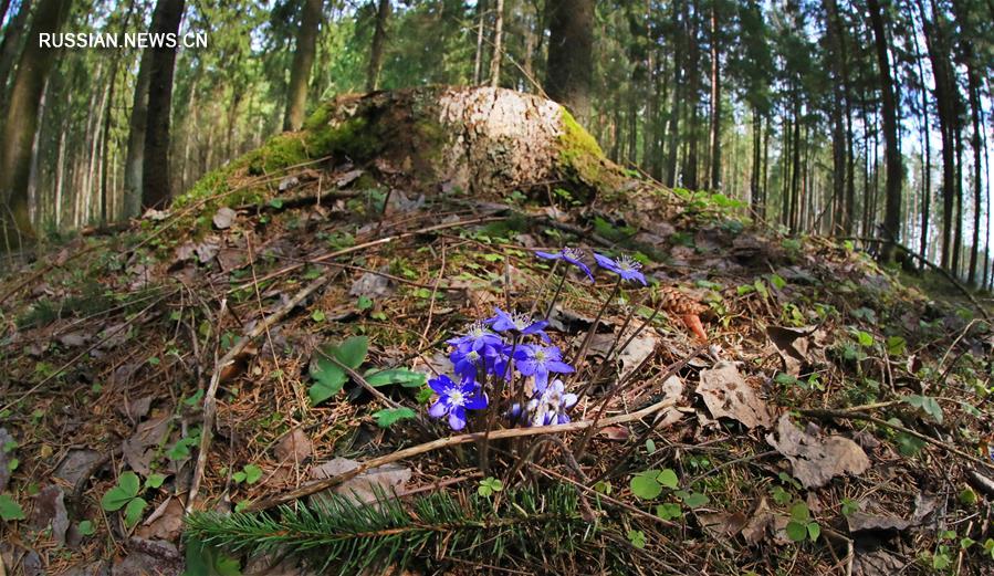 Весенний лес в Беларуси