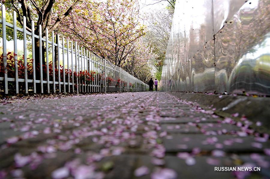 В Шанхае появилась "неподметаемая улица сливовых цветов"