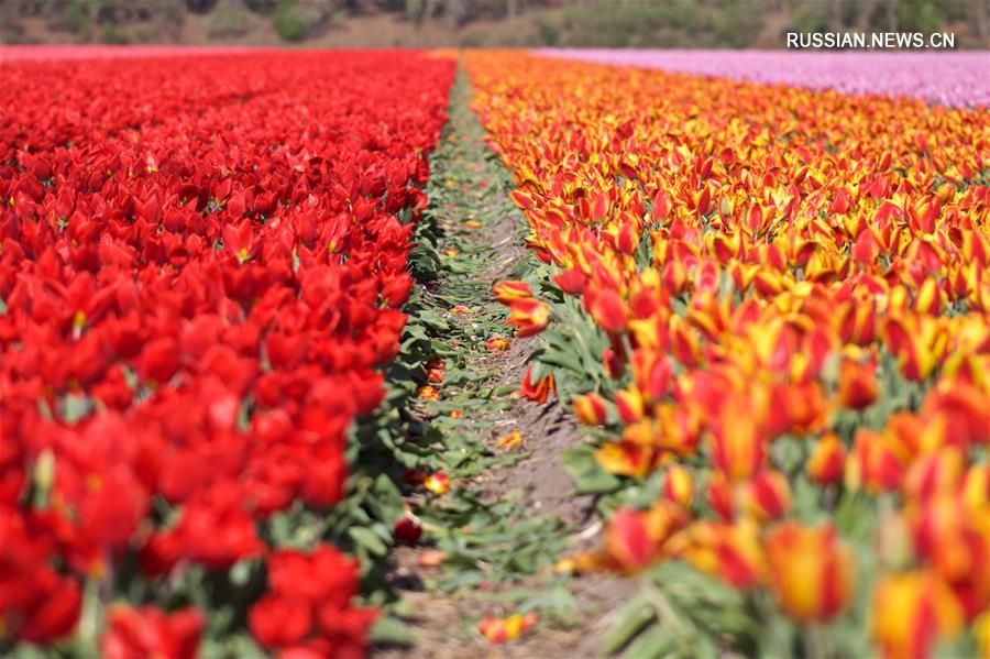 В Нидерландах будут заранее выкапывать тюльпаны