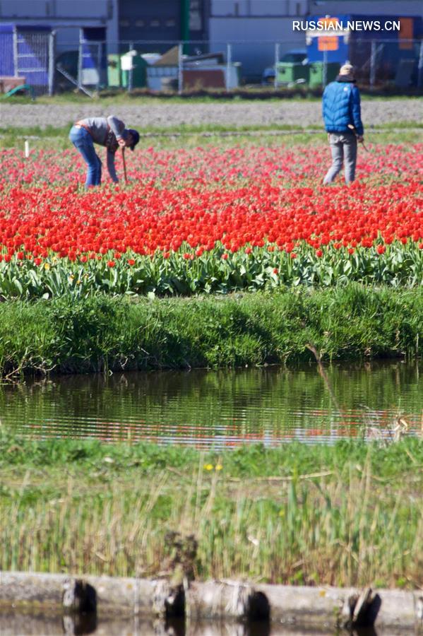 В Нидерландах будут заранее выкапывать тюльпаны