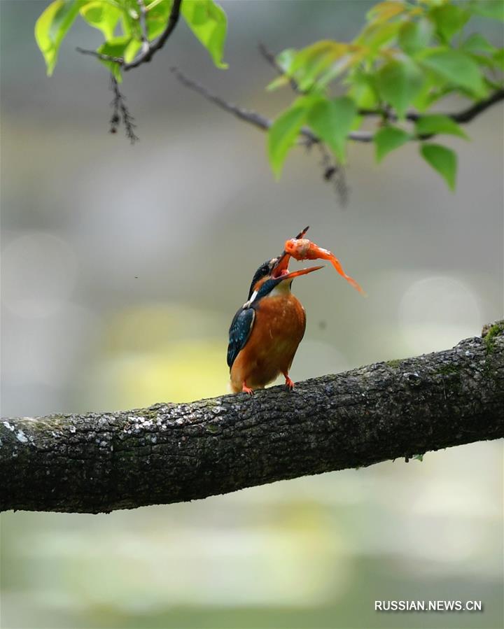 Птицы в весеннем парке Сиху