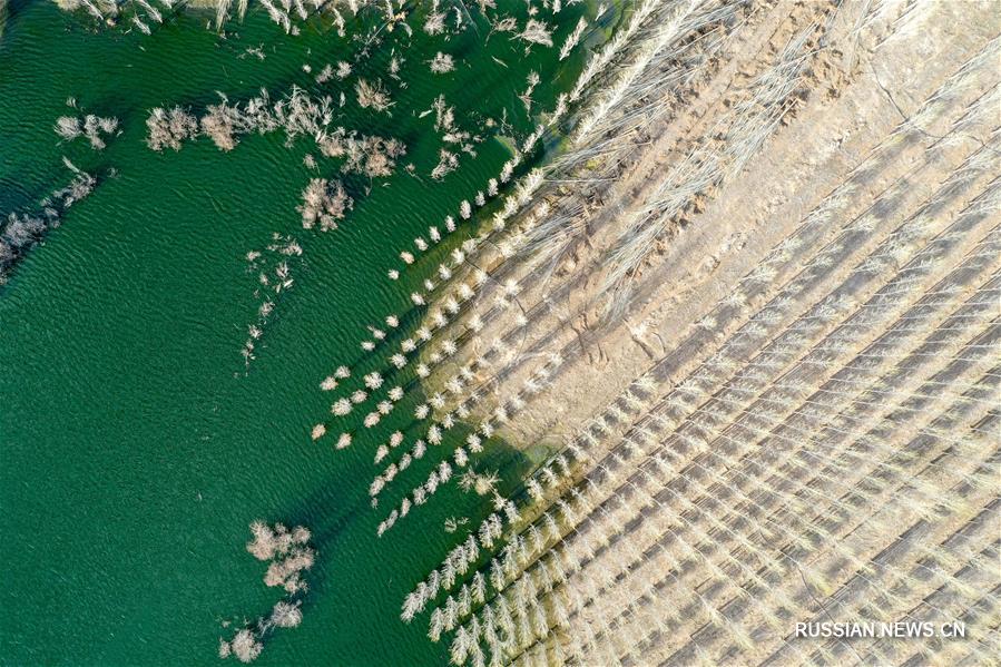 Лесные питомники в пустыне Гоби, орошаемые очищенной сточной водой