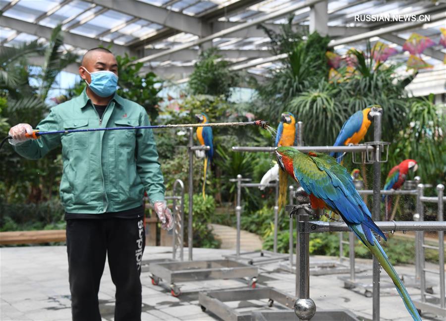 Забота о попугаях в ботаническом саду "Наньгун Учжоу" в Пекине