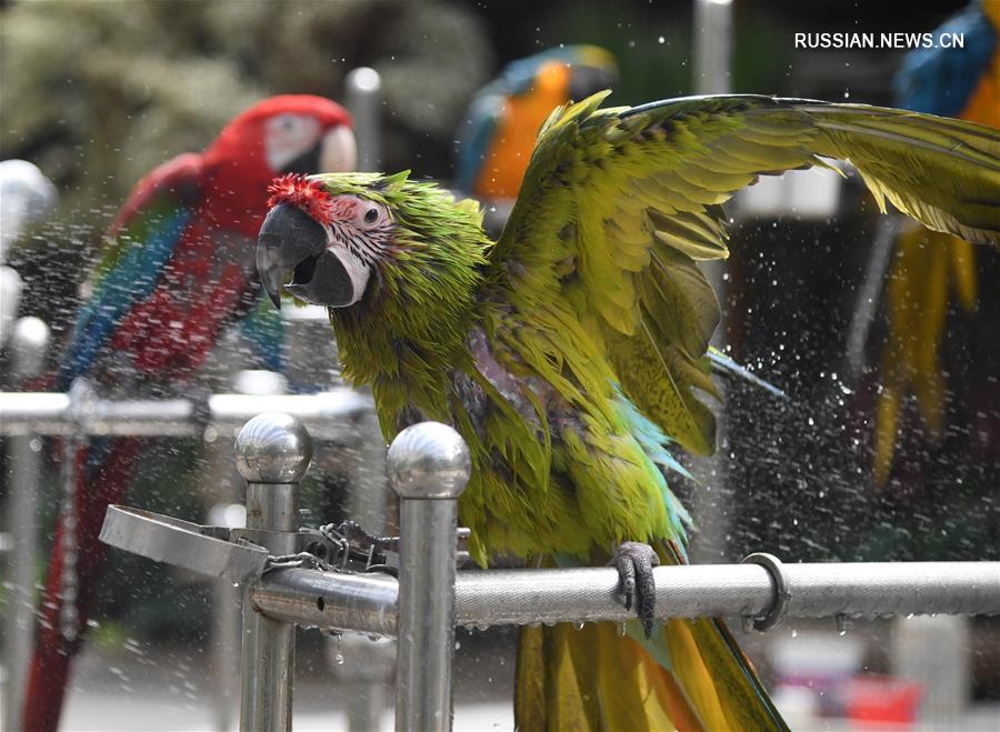 Забота о попугаях в ботаническом саду "Наньгун Учжоу" в Пекине
