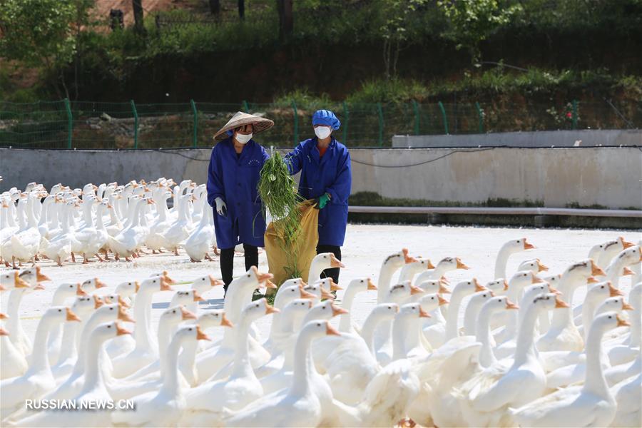 Гусеводство открыло дорогу к достатку крестьянам уезда Цзиньпин
