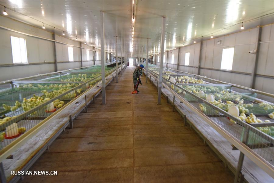 Гусеводство открыло дорогу к достатку крестьянам уезда Цзиньпин