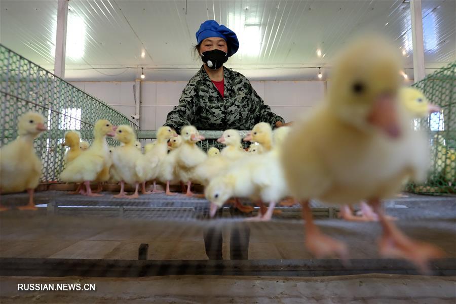 Гусеводство открыло дорогу к достатку крестьянам уезда Цзиньпин