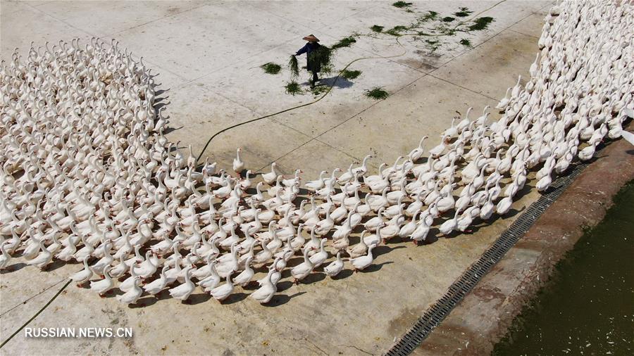 Гусеводство открыло дорогу к достатку крестьянам уезда Цзиньпин
