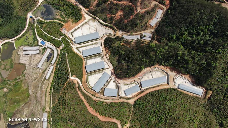 Гусеводство открыло дорогу к достатку крестьянам уезда Цзиньпин