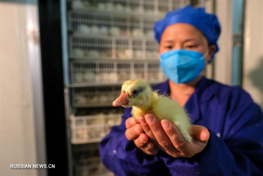 Гусеводство открыло дорогу к достатку крестьянам уезда Цзиньпин