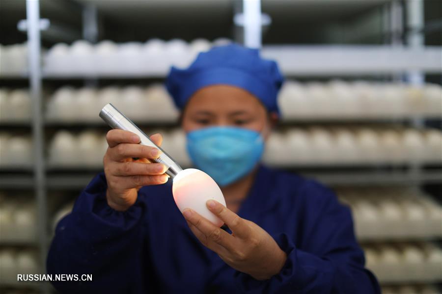 Гусеводство открыло дорогу к достатку крестьянам уезда Цзиньпин