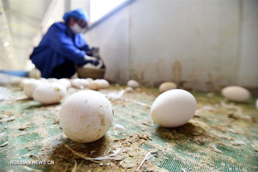 Гусеводство открыло дорогу к достатку крестьянам уезда Цзиньпин